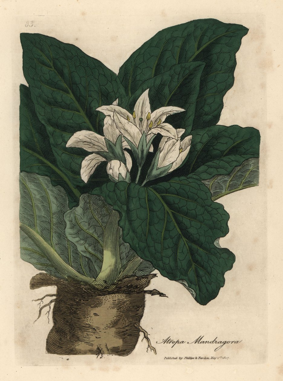 Mandrágora de flor branca, esmalte Atropa mandrágora autorstwa James Sowerby