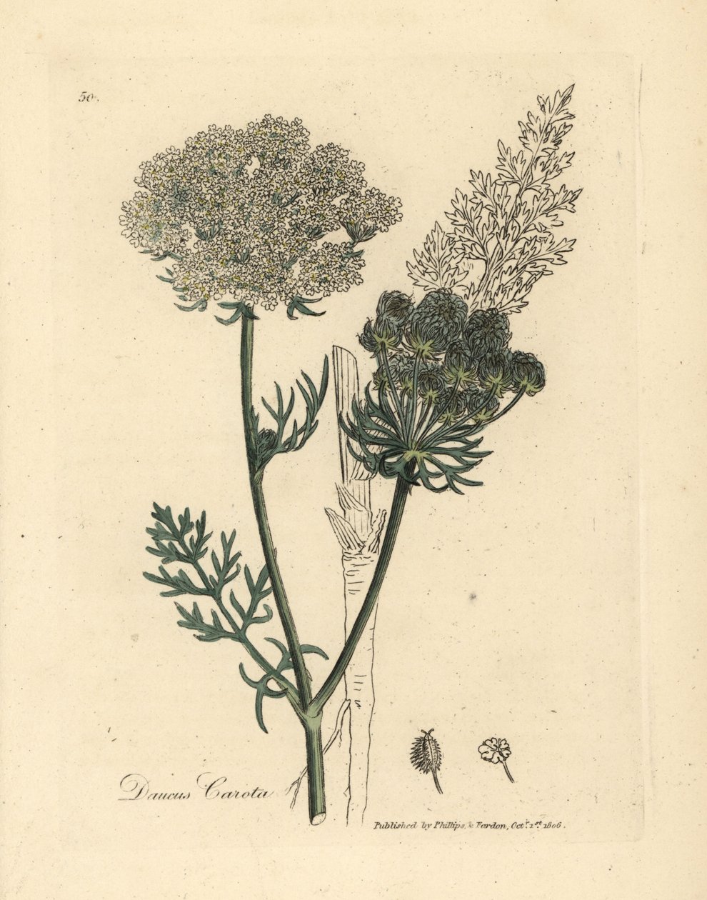 Planta de cenoura selvagem com flor branca, polonês Daucus carota autorstwa James Sowerby