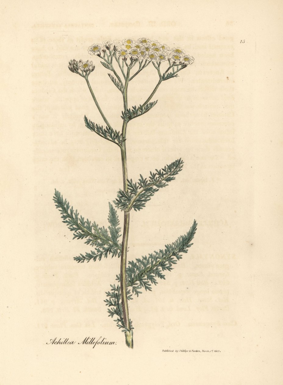 Milefólio florido branco ou milfoil, Achillea millefolium polonês autorstwa James Sowerby