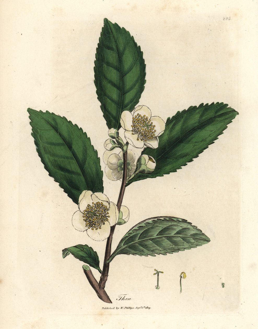 Białe kwiaty i liście zielonej herbaty, Thea bohea, Camellia sinensis autorstwa James Sowerby