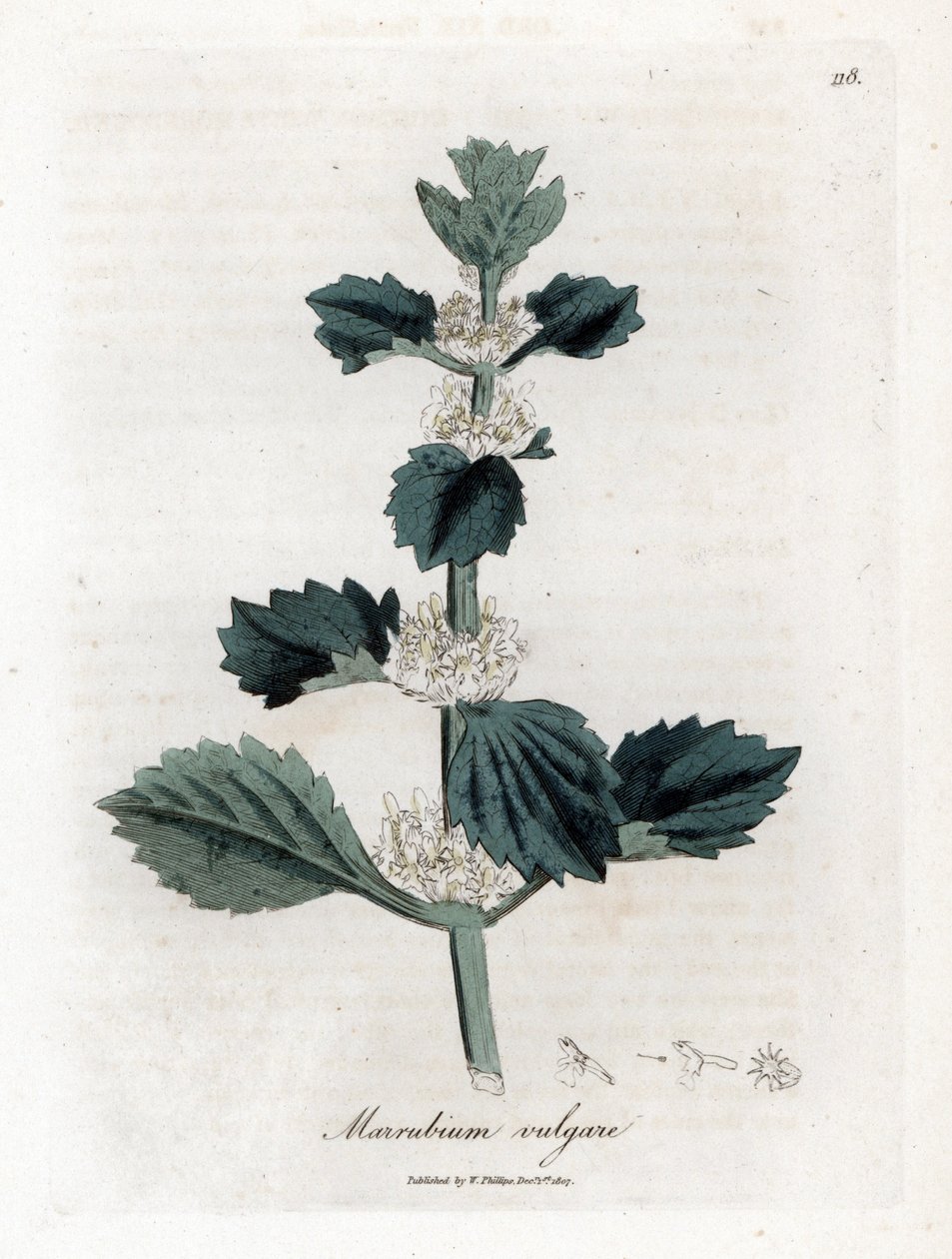 Marrube biała lub pospolita - Szanta zwyczajna, Marubium vulgare. Ręcznie kolorowany miedzioryt z ilustracji botanicznej autorstwa Jamesa Sowerby