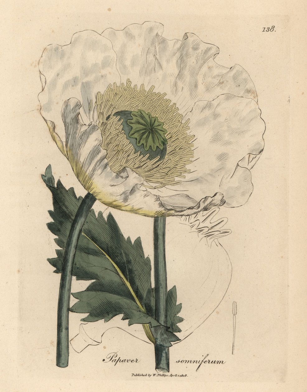 Mak biały, Papaver somniferum autorstwa James Sowerby