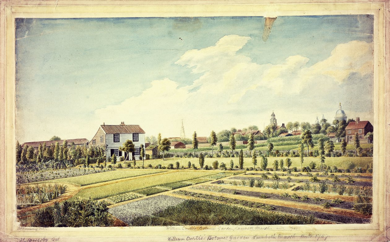 Ogród Botaniczny Williama Curtisa, Lambeth Marsh, Ante 1787, c.1787 autorstwa James Sowerby