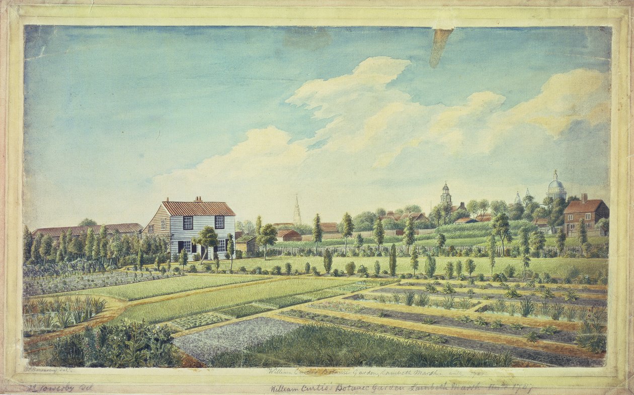Ogrody Botaniczne Williama Curtisa, Lambeth Marsh, c.1787 (akwarela na papierze) autorstwa James Sowerby