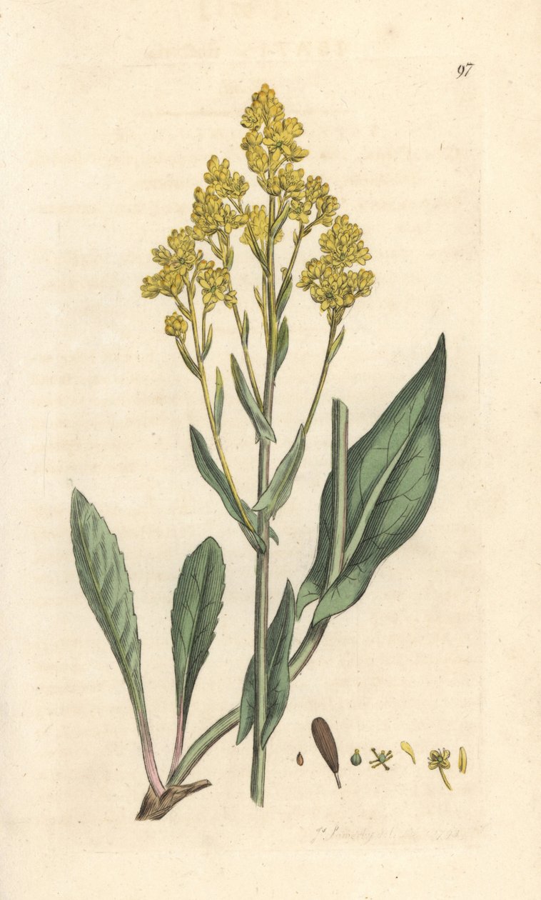 Woad, Isatis tinctoria (Pastel des Dyers ou guede) Ręcznie kolorowany miedzioryt według ilustracji Jamesa Sowerby