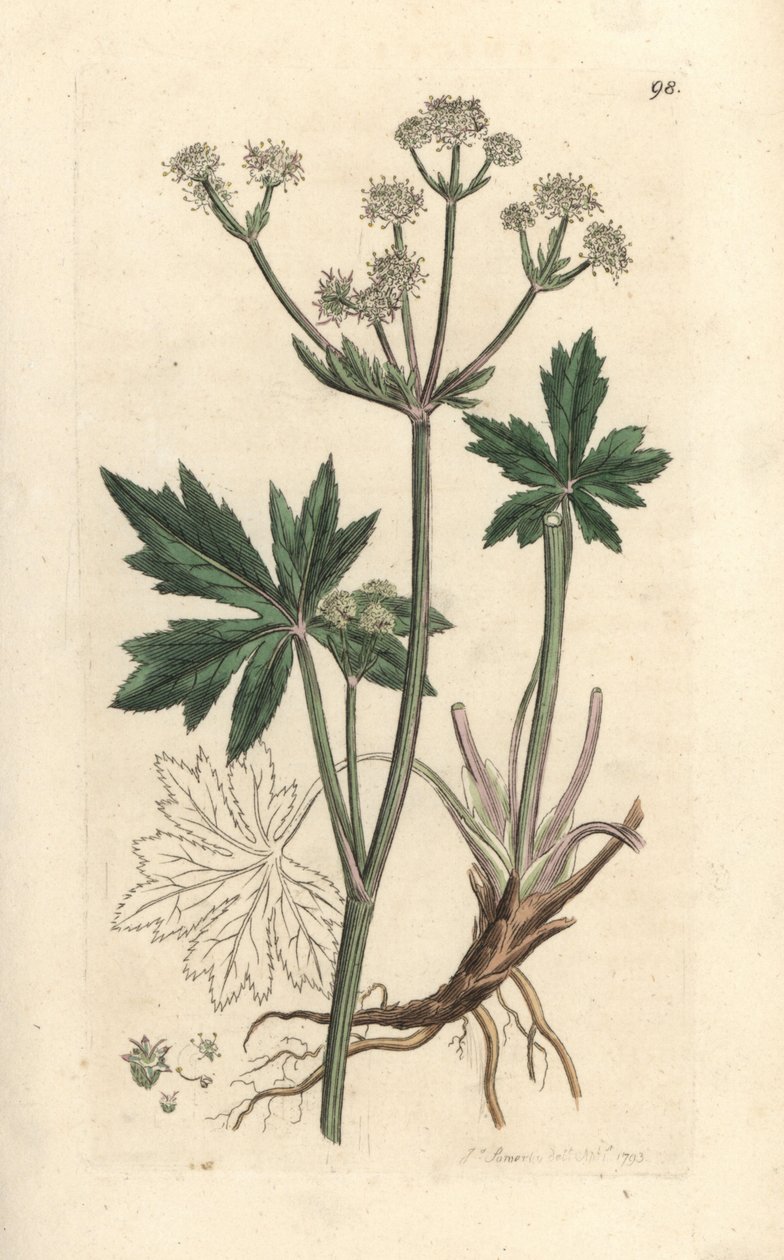 Sanicula drzewna, Sanicula europaea. Miedzioryt ręcznie kolorowany według ilustracji autorstwa Jamesa Sowerby