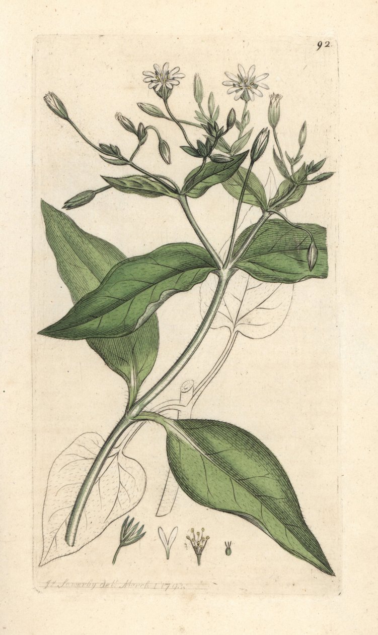 Stichwort Stellaria nemorum Odręczny miedzioryt według ilustracji Jamesa Sowerby