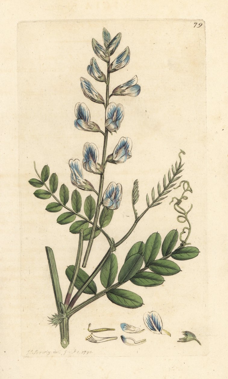 Wyka leśna, Vicia sylvatica (vesce des bois) Miedzioryt ręcznie barwiony na podstawie ilustracji autorstwa Jamesa Sowerby