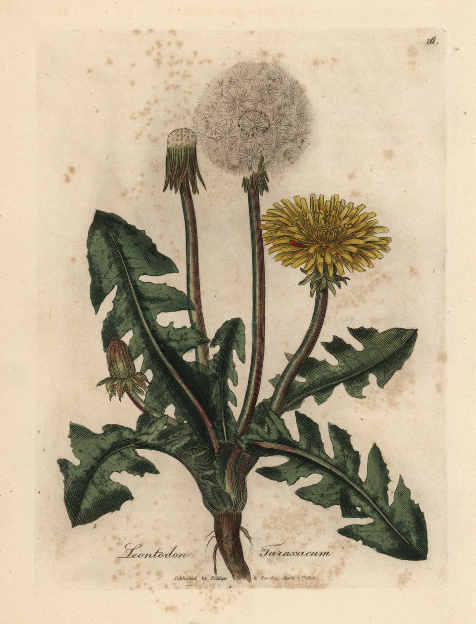 Mniszek pospolity o żółtych kwiatach, Leontodon taraxacum autorstwa James Sowerby