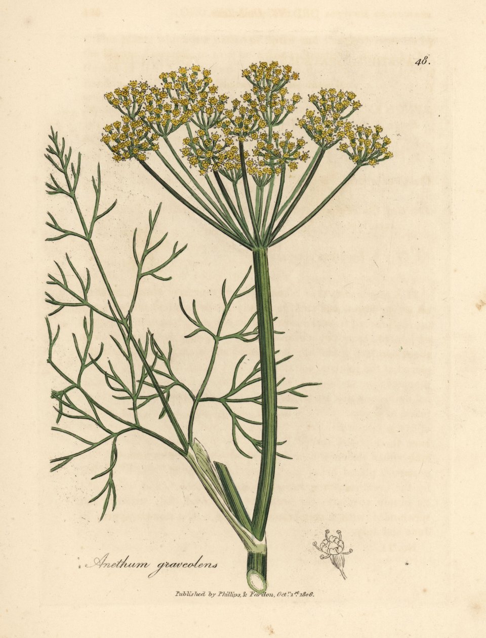 Żółto kwitnący koperek, Anethum graveolens autorstwa James Sowerby