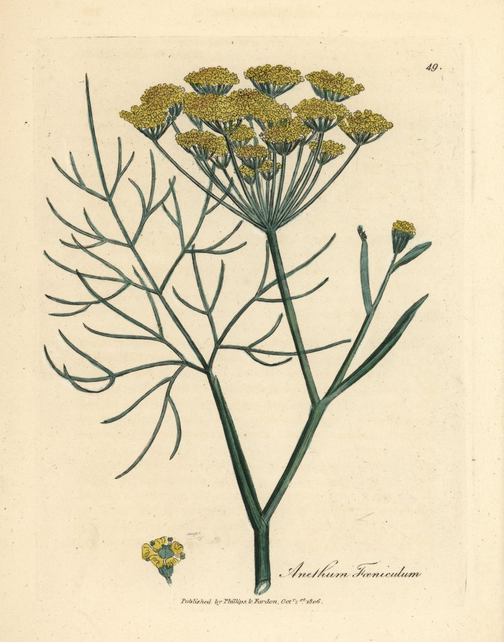 Koper żółty kwitnący, Anethum foeniculum autorstwa James Sowerby