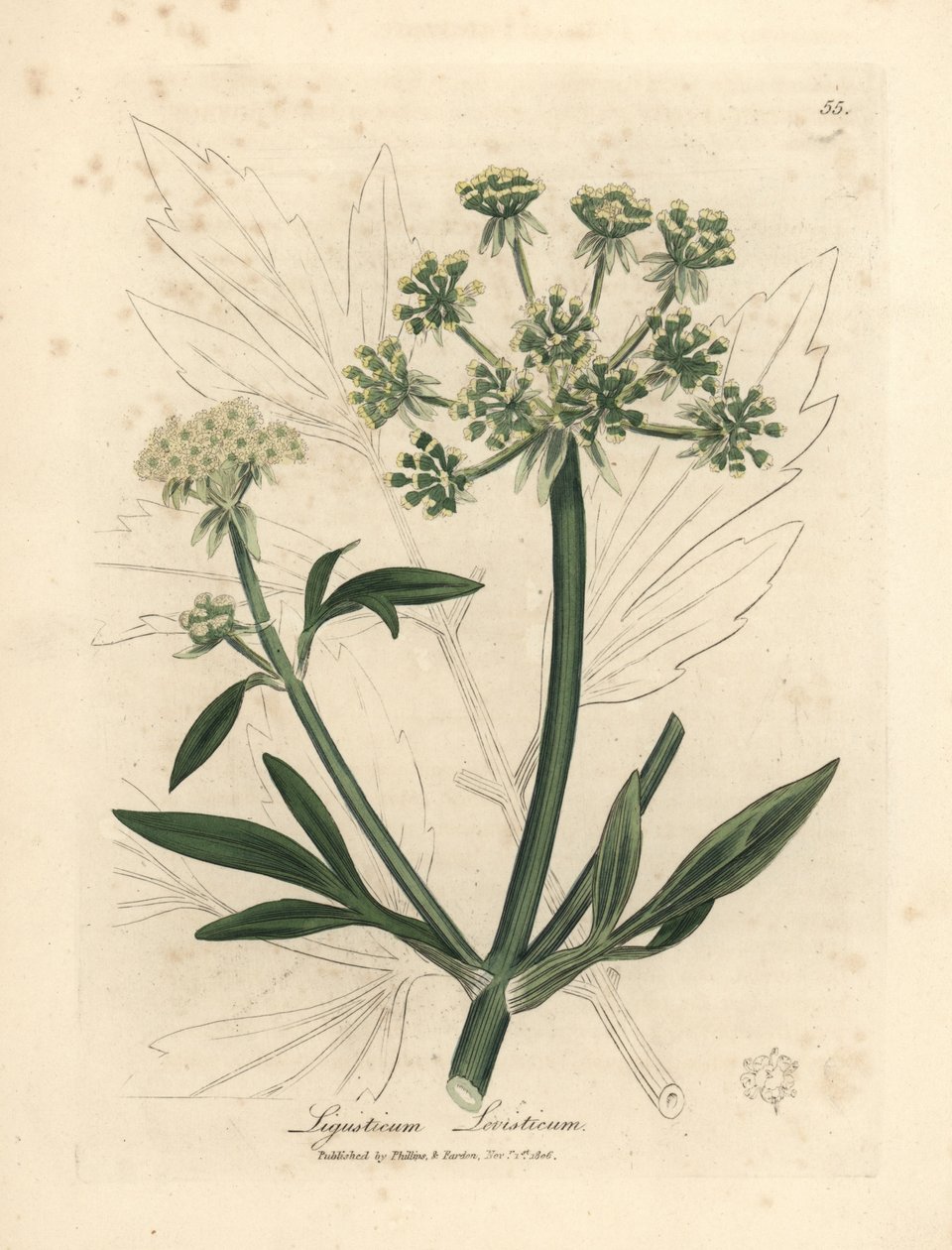 Żółto kwitnący lubczyk, Ligusticum levisticum autorstwa James Sowerby