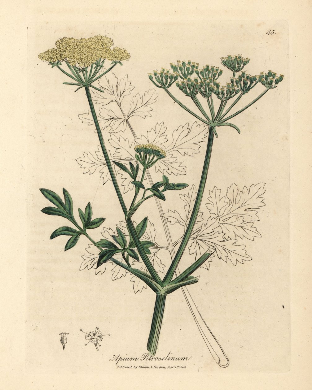 Żółta kwitnąca pietruszka, Apium petroselinum autorstwa James Sowerby