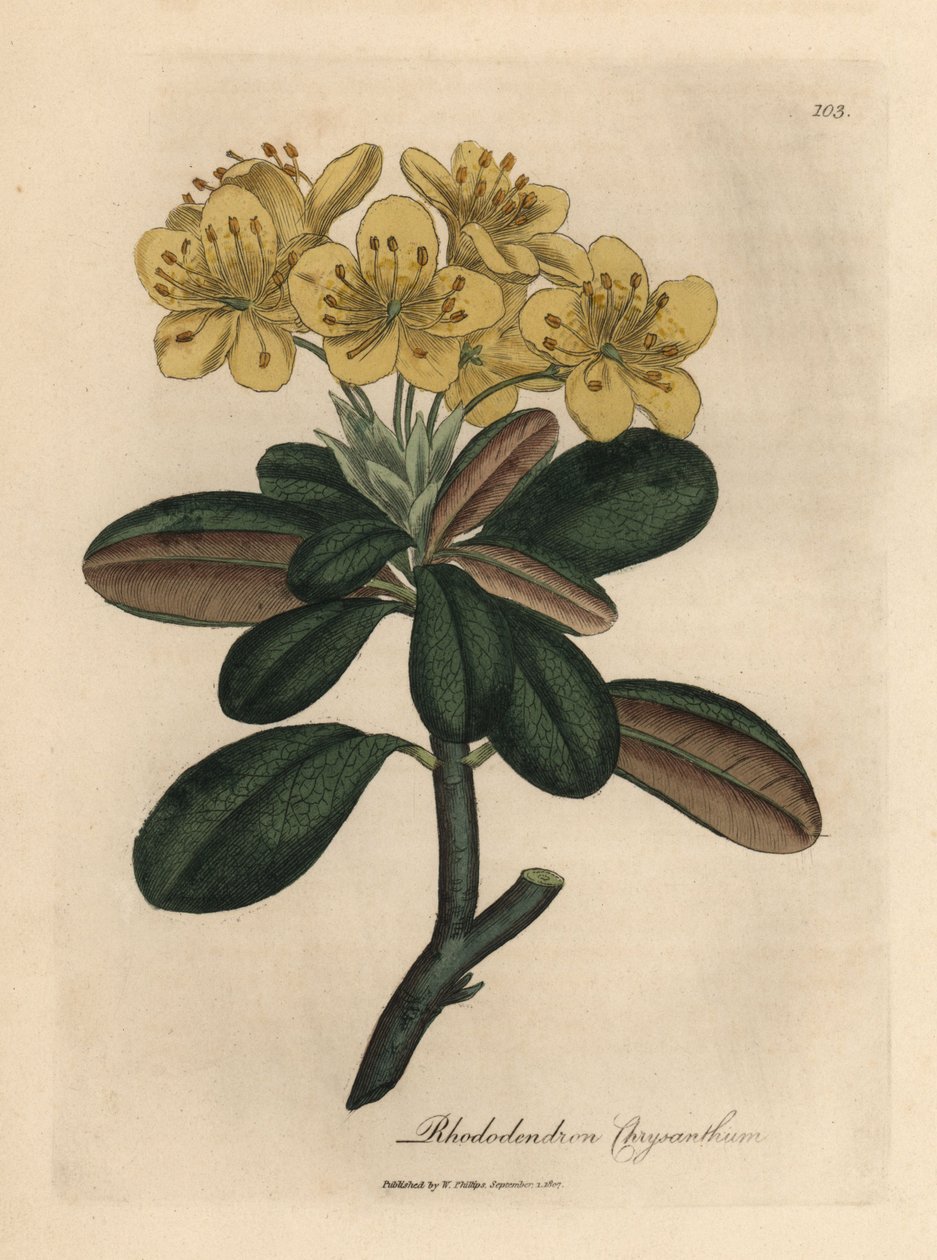 Żółty kwitnący rododendron, Rhododendron chryzantema autorstwa James Sowerby