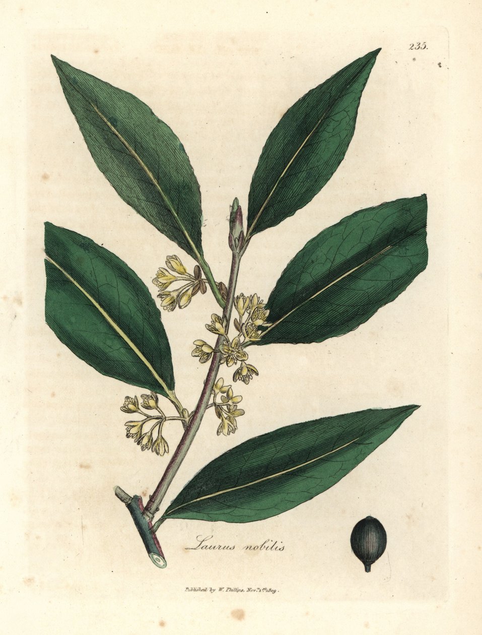Żółte kwitnące słodkie liście laurowe, Laurus nobilis autorstwa James Sowerby