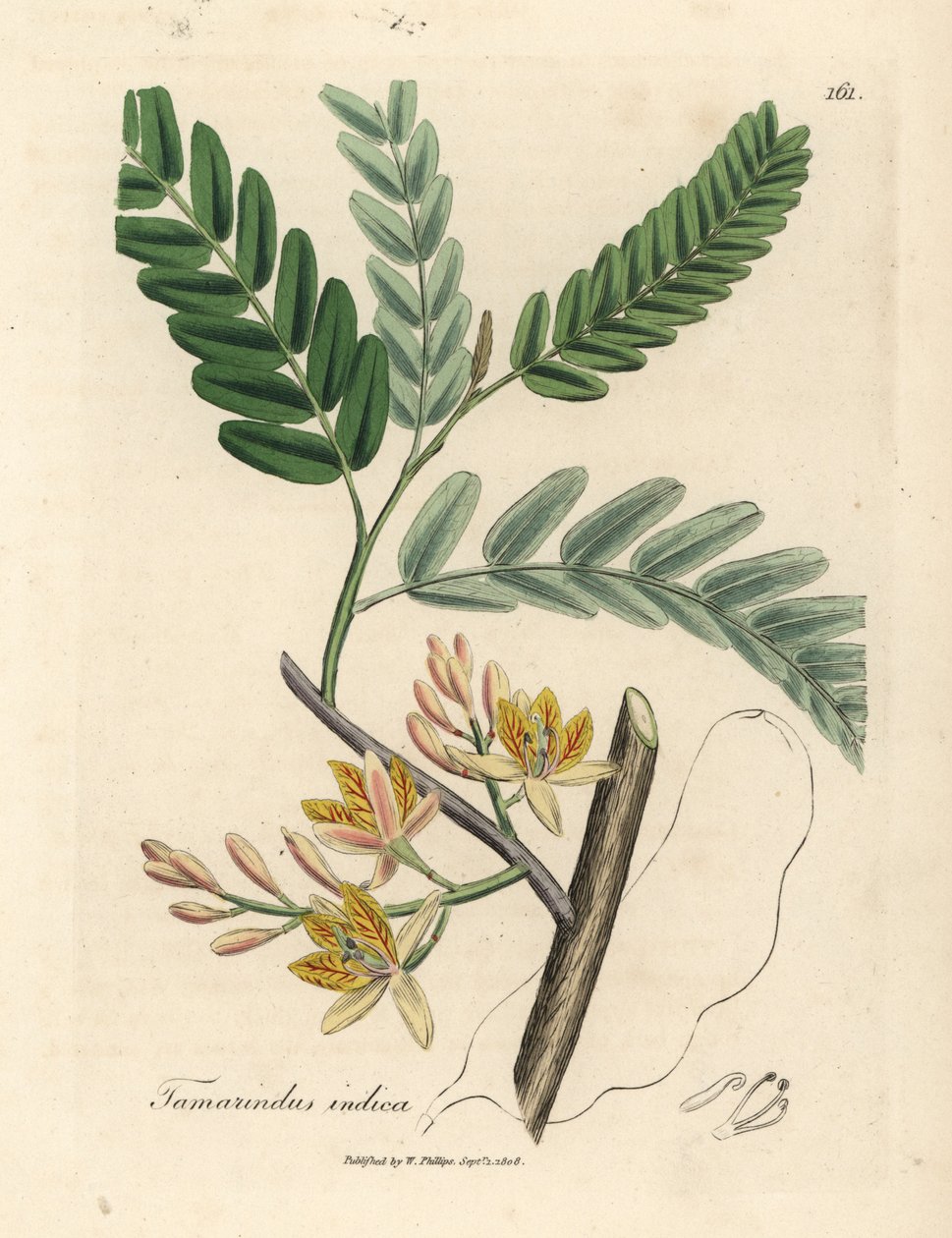 Drzewo tamaryndowca o żółtych kwiatach, Tamarindus indica autorstwa James Sowerby