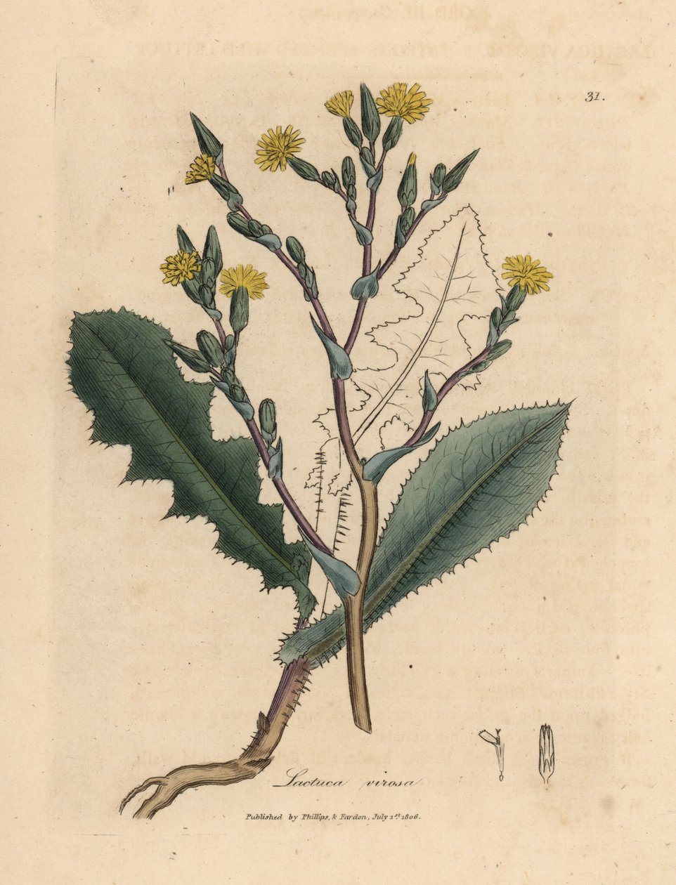 Żółta kwitnąca dzika sałata, Lactuca virosa autorstwa James Sowerby