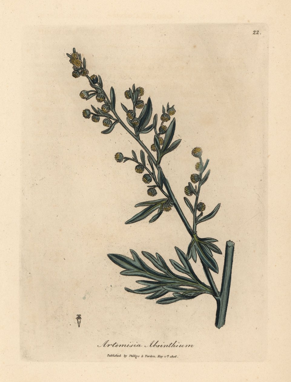 Piołun o żółtych kwiatach, Artemisia absinthium autorstwa James Sowerby