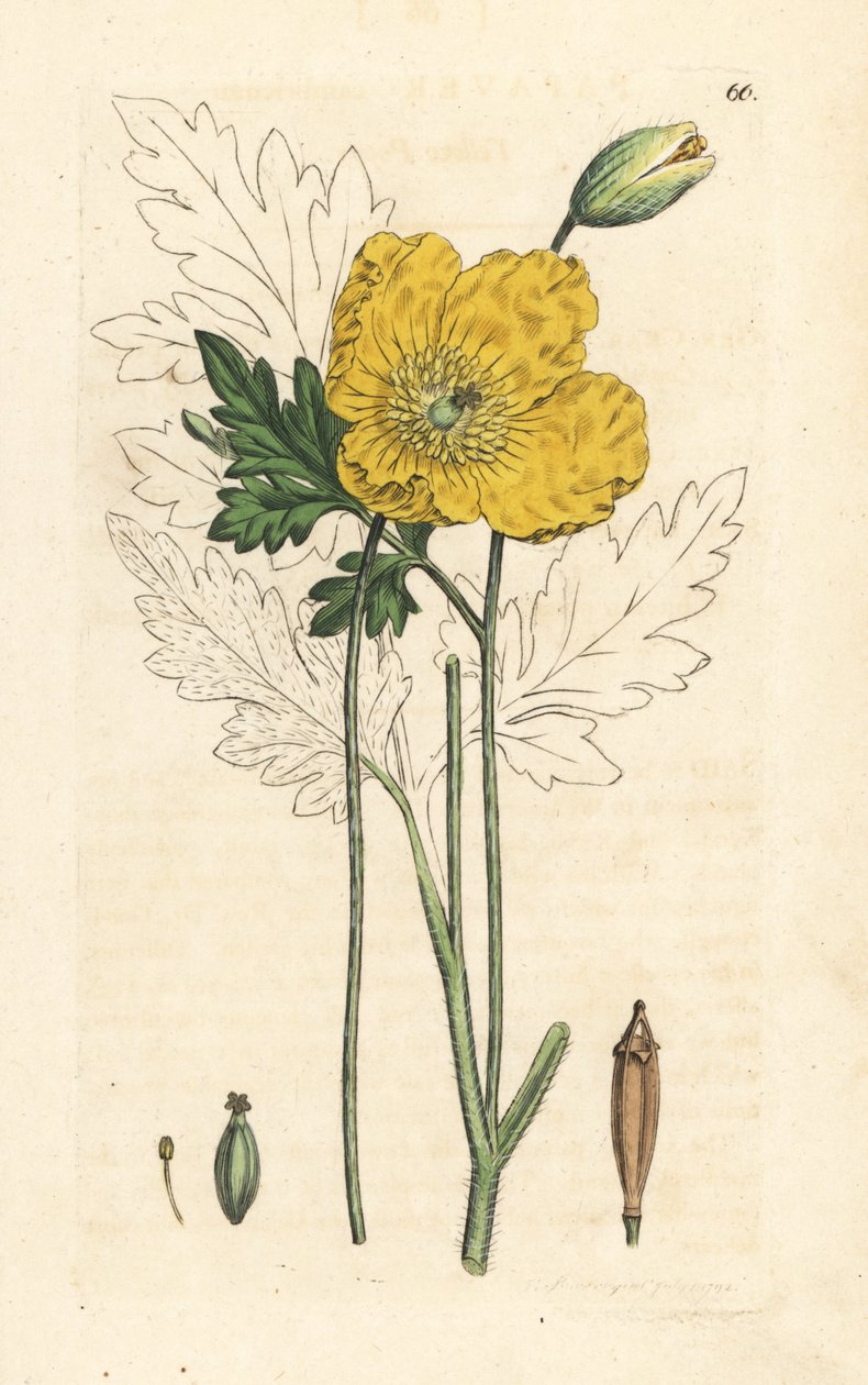Mak żółty lub walijski, Papaver cambricum (żółty mak). Miedzioryt ręcznie kolorowany według ilustracji autorstwa Jamesa Sowerby