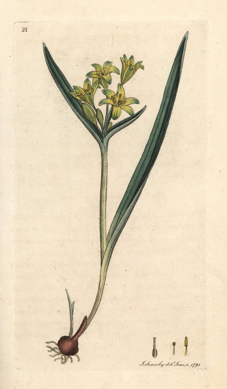 Żółta gwiazda betlejemska, Gagea lutea (Ornithogalum luteum) (gagee jaune) Ręcznie kolorowany miedzioryt według ilustracji Jamesa Sowerby