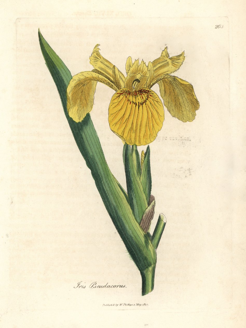 Żółta flaga wodna, Iris pseudacorus autorstwa James Sowerby