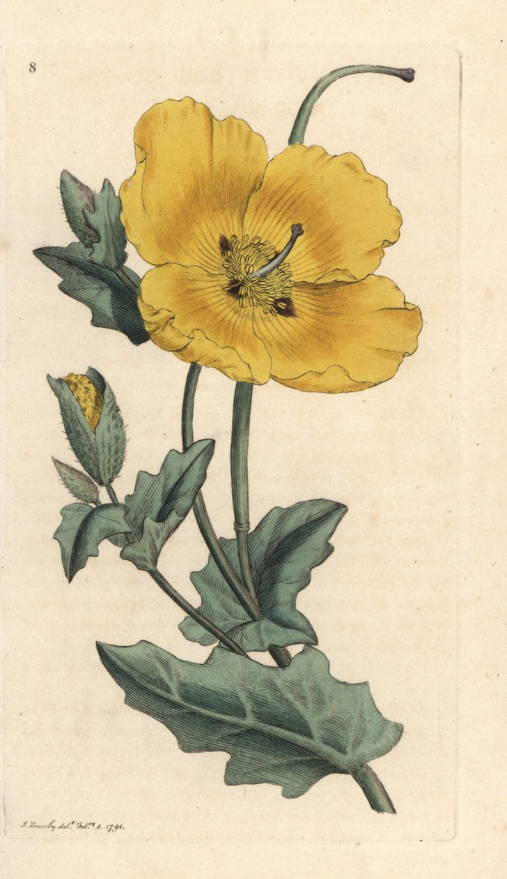 Mak żółtorogi, Glaucium flavum (Chelidonium glaucium) Miedzioryt ręcznie barwiony według ilustracji Jamesa Sowerby