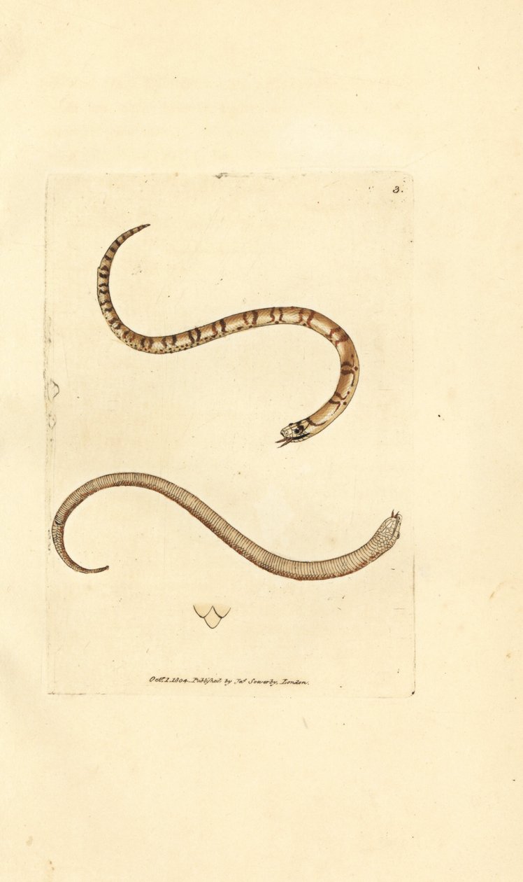 Młody gniewosz plamisty, Coronella austriaca (wąż Dumfriesshire, Coluber dumfrisiensis). Miedzioryt ręcznie barwiony autorstwa Jamesa Sowerby