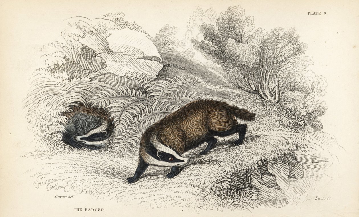 Borsuk europejski, Meles meles (Meles taxus). Staloryt ręcznie barwiony przez Lizars na podstawie ilustracji Jamesa Stewarta z Biblioteki Naturalistów Williama Jardine