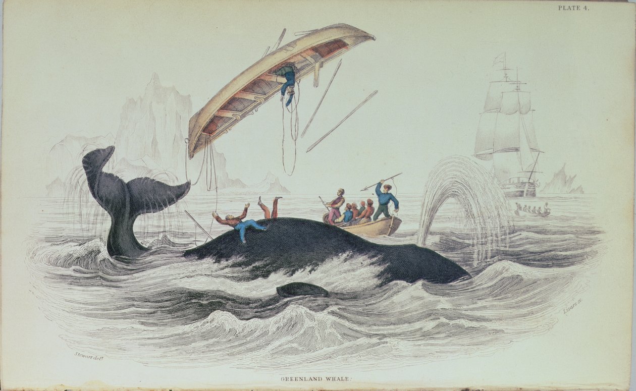 Wieloryb grenlandzki, ilustracja książkowa grawerowana przez William Home Lizars (1788-1859) autorstwa James Stewart