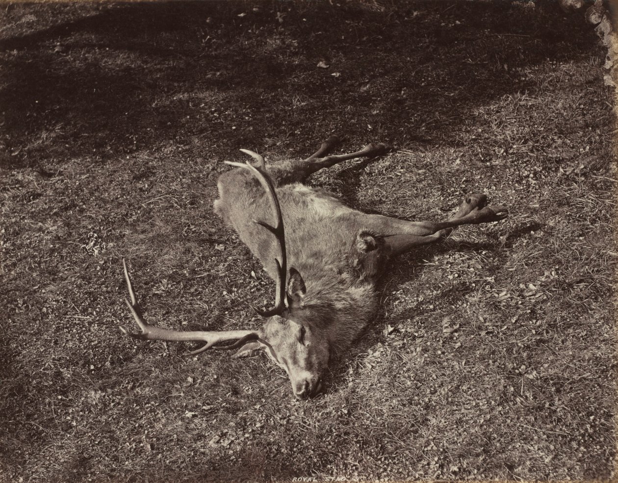 Jeleń Królewski, ok. 1930 r. 1870. autorstwa James Valentine