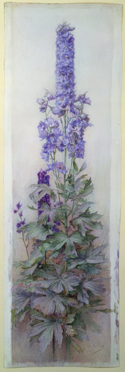 Delphinium autorstwa James Valentine Jelley