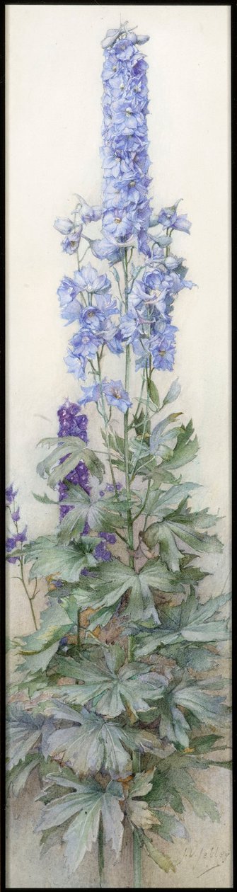 Delphiniums, ok. 1920 autorstwa James Valentine Jelley