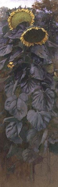 Słoneczniki (akwarela) autorstwa James Valentine Jelley