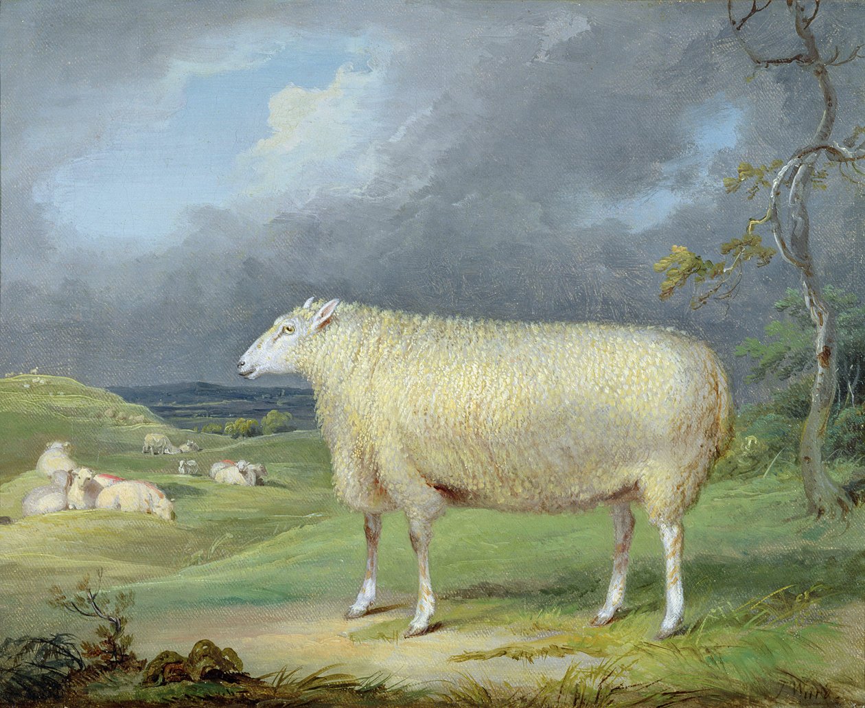 Border Leicester Ewe (olej na płótnie) autorstwa James Ward