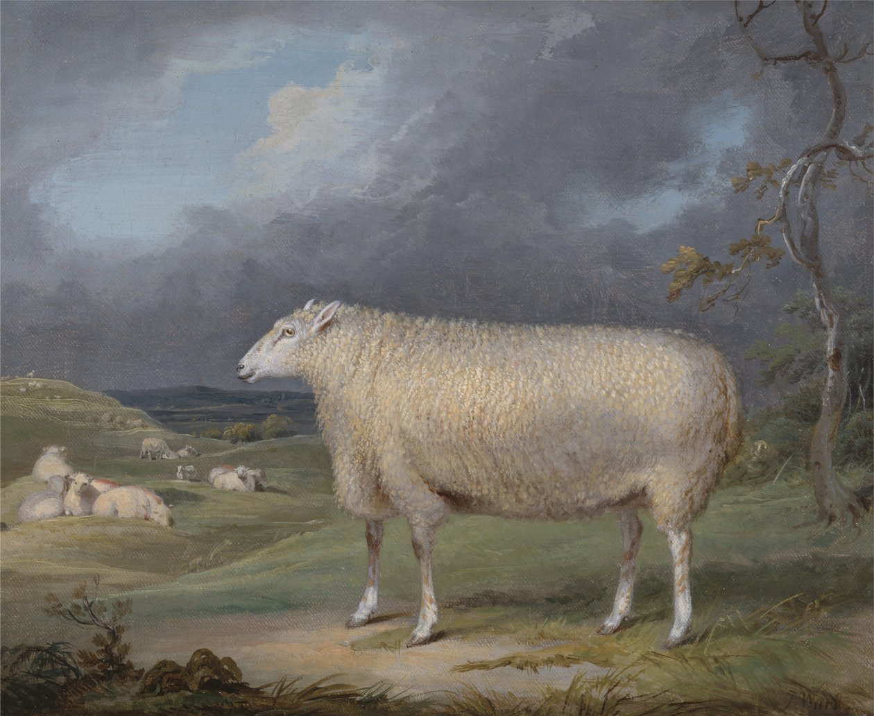 Maciorka rasy Border Leicester autorstwa James Ward