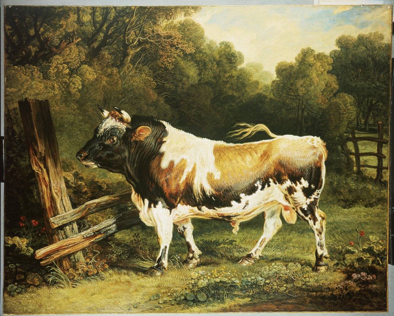 Byk rasy Alderney autorstwa James Ward