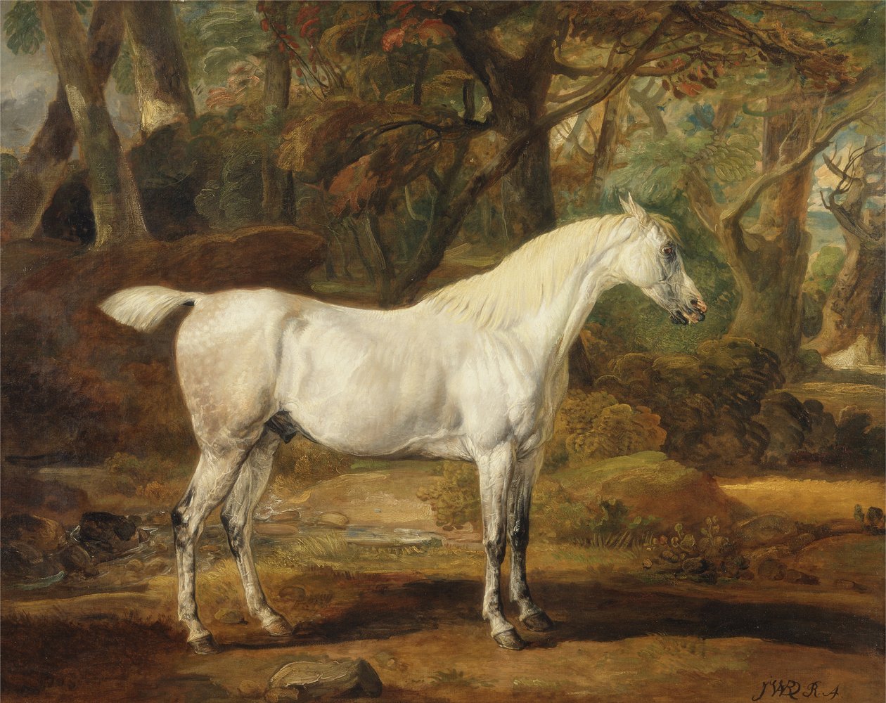 Siwy ogier arabski, własność Sir Watkina Williamsa-Wynna, ok. 1815-20 (olej na płótnie) autorstwa James Ward