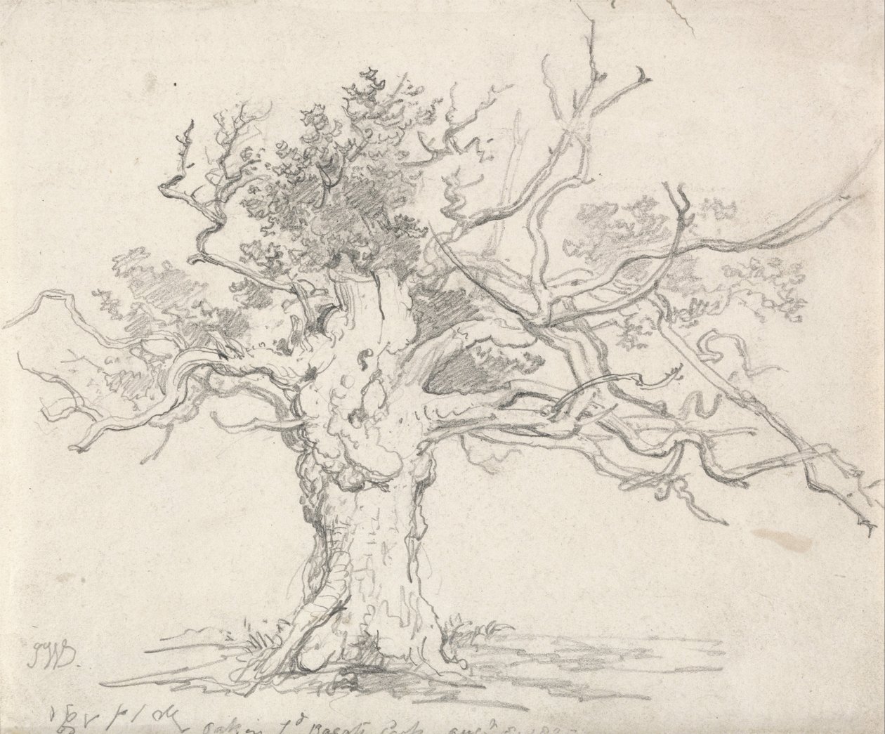 Stunted Oak autorstwa James Ward