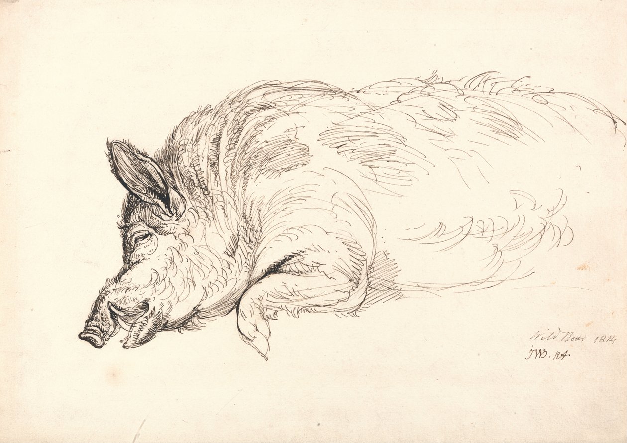 Dzik, śpiący lub martwy, 1814 autorstwa James Ward