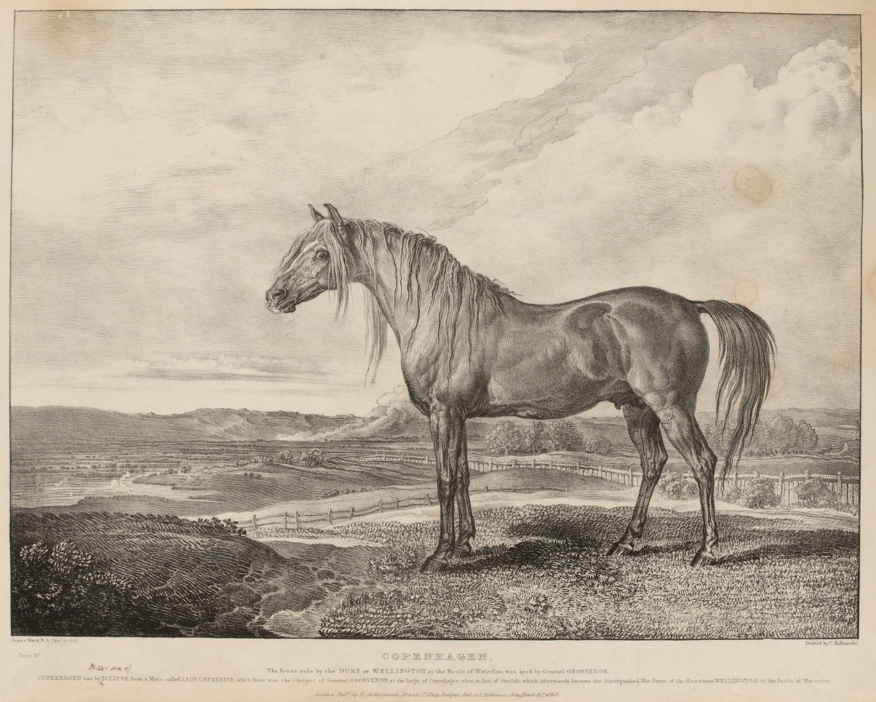 „Kopenhaga Koń dosiadany przez księcia Wellington w bitwie pod Waterloo, wyhodowany przez generała Grosvenora”, ok. 1824 r. (litografia) autorstwa James Ward