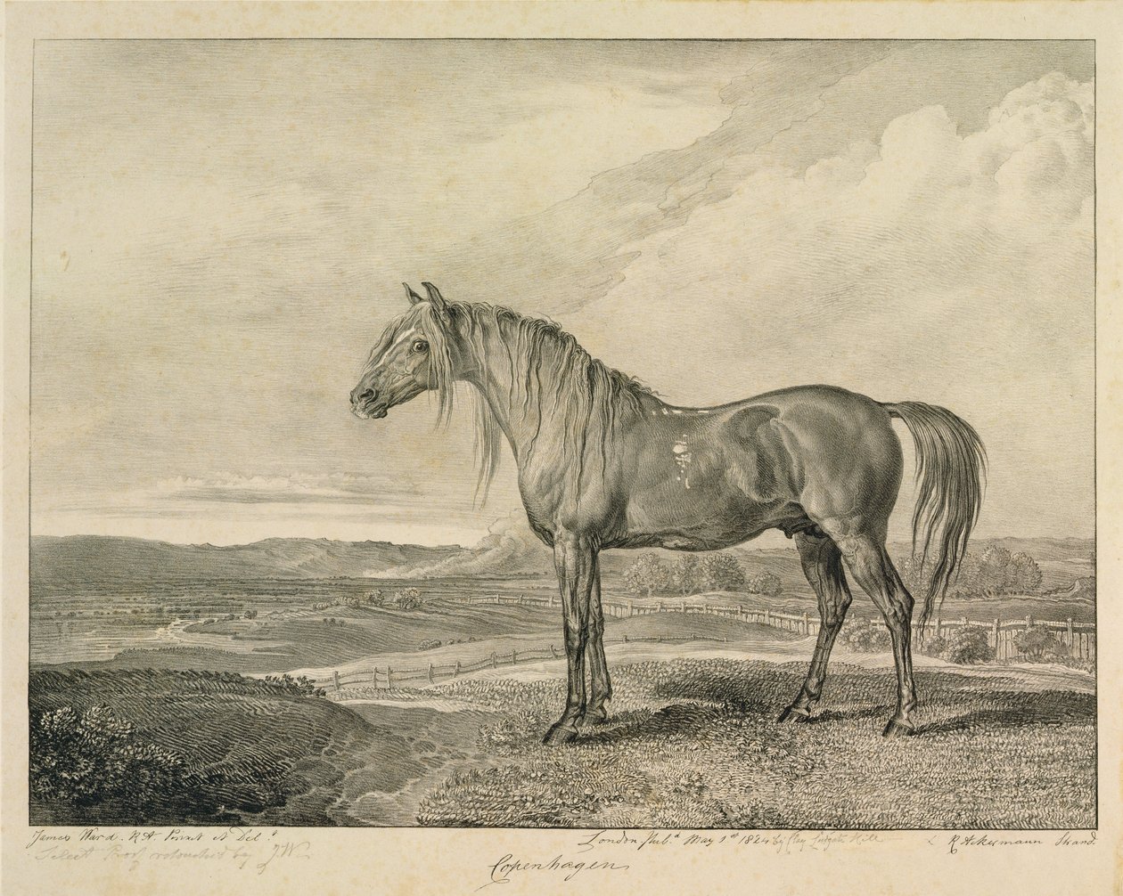 Kopenhaga, z „Celebrated Horses”, zestaw czternastu rycin wyścigowych wydanych przez artystę, 1823-24 autorstwa James Ward