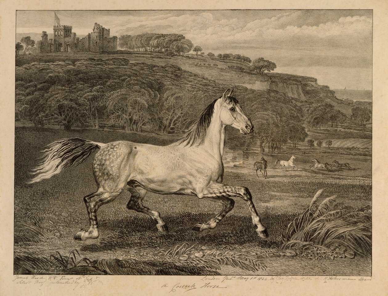 Kozak kozacki, z Celebrated Horses, zestaw czternastu rycin wyścigowych wydanych przez artystę, 1823-24 autorstwa James Ward