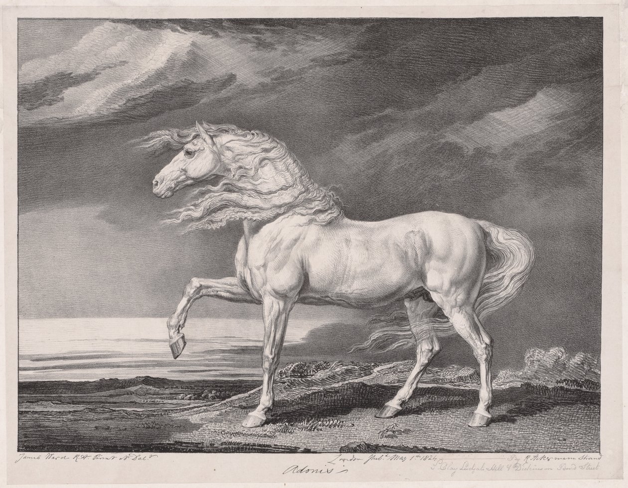 Czternaście celebrowanych koni: Adonis, 1824. autorstwa James Ward