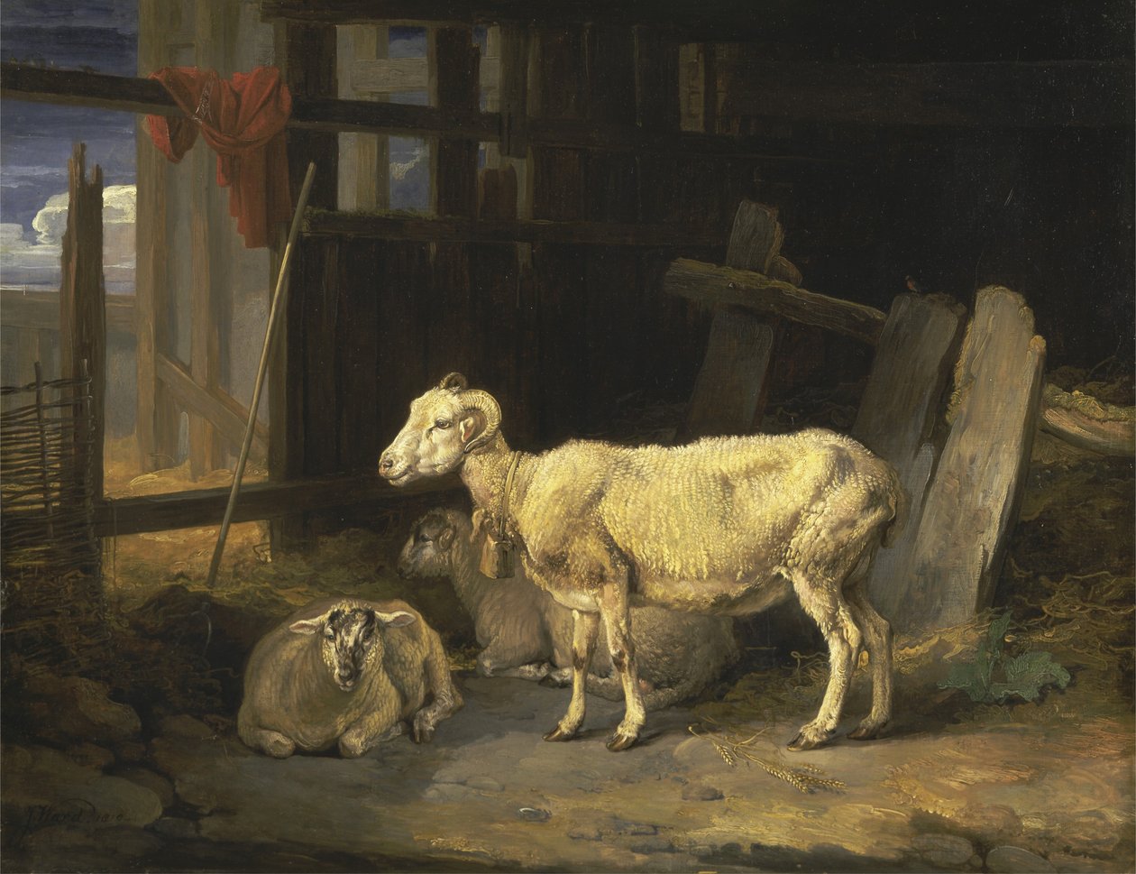 Heath Ewe i owce autorstwa James Ward