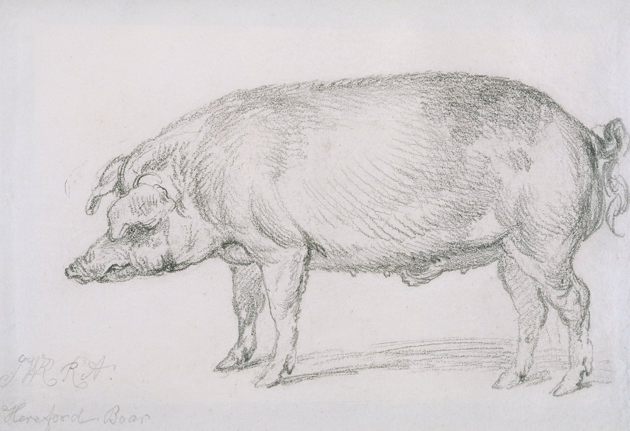 Dzik Hereford, c.1803-04 (ołówek na papierze) autorstwa James Ward