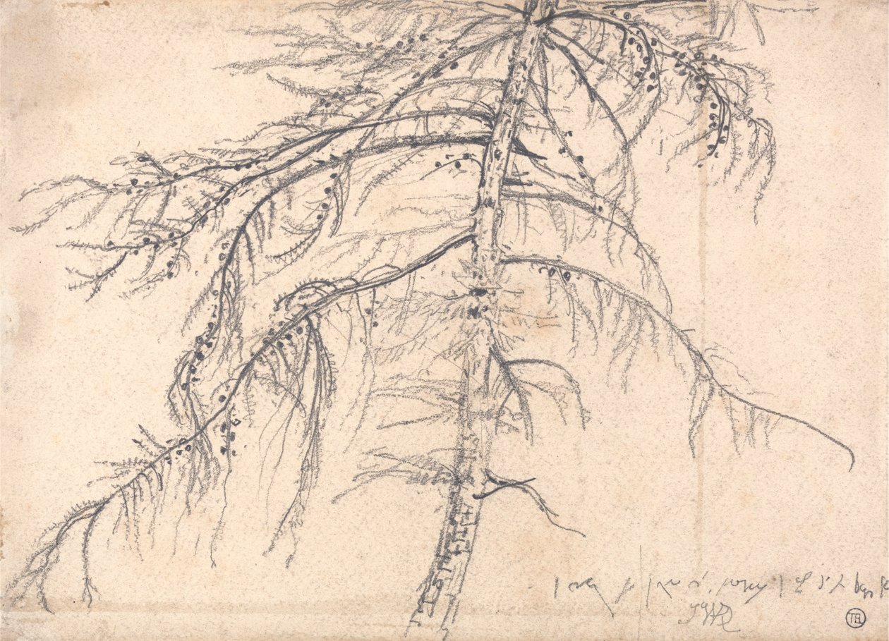 Modrzew autorstwa James Ward