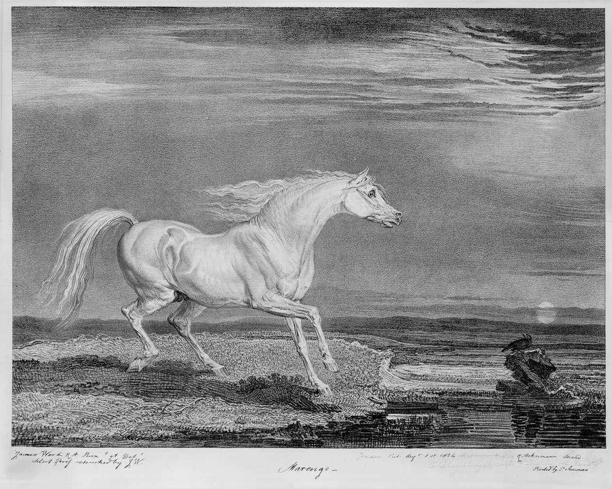 „Marengo”, ulubiony ładujący Napoleona I, ok.1815 autorstwa James Ward
