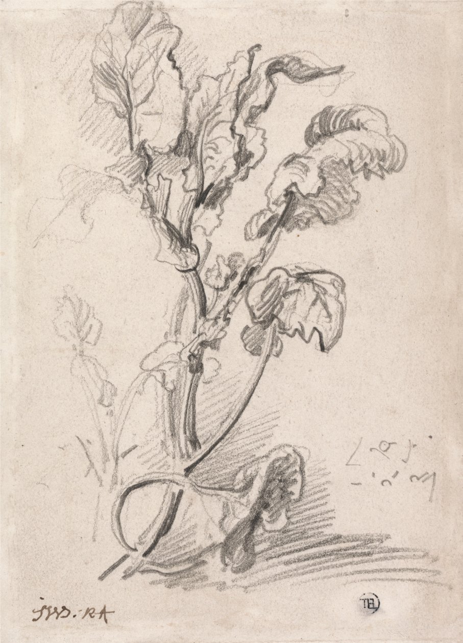 Polidor de Estudo de Plantas autorstwa James Ward