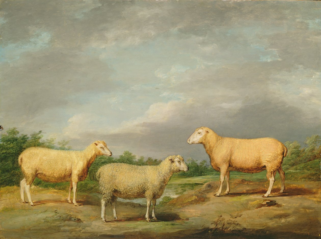Ryelands Sheep, King