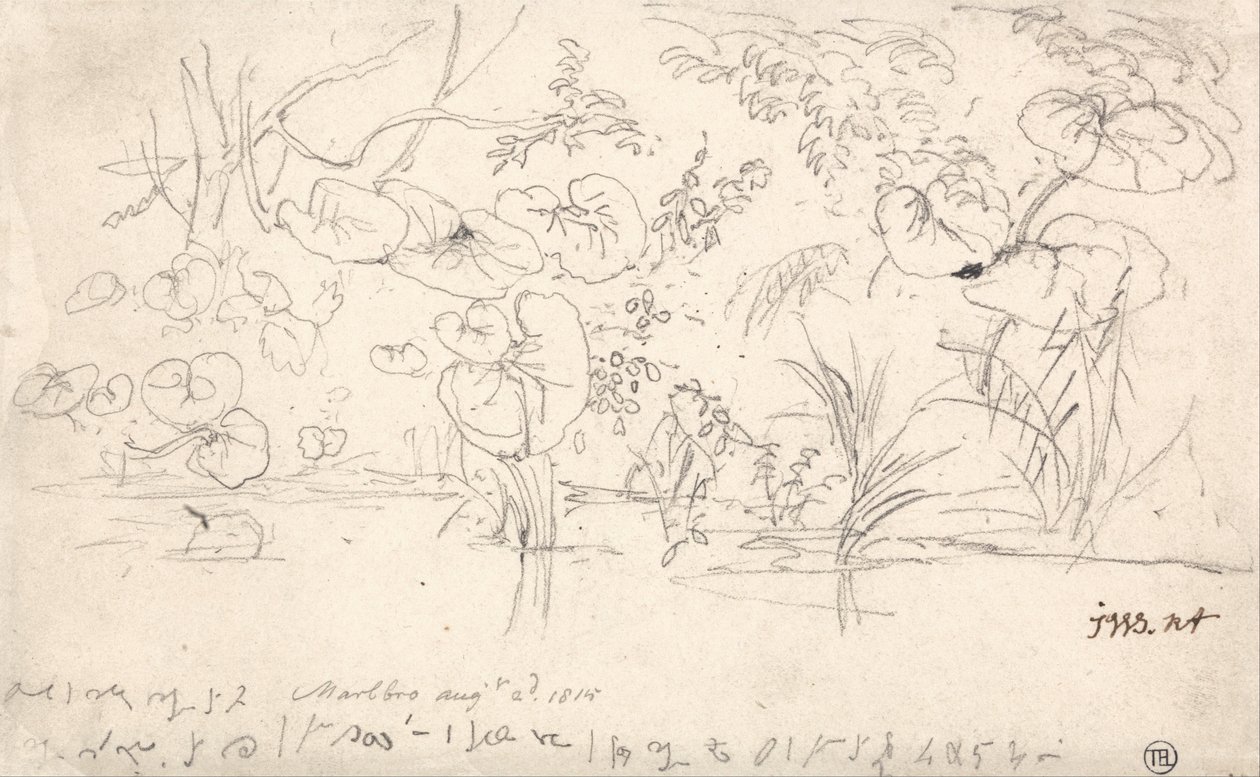 Badania nad roślinami, 2 sierpnia 1815 r. autorstwa James Ward
